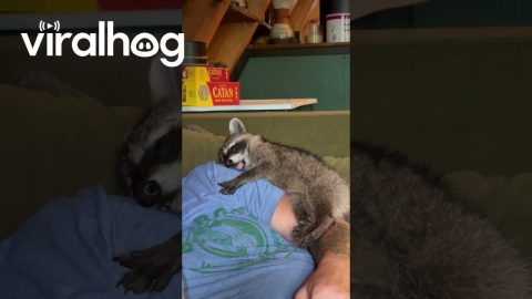 Marlowe the Rescue Raccoon Napping || ViralHog