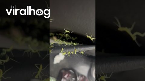 Mantis Nest in the Back Seat || ViralHog