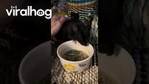 Grandma Makes Rats Homemade Pho Soup || ViralHog