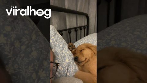 Golden Retriever Puppy Sleeps Like a Person || ViralHog