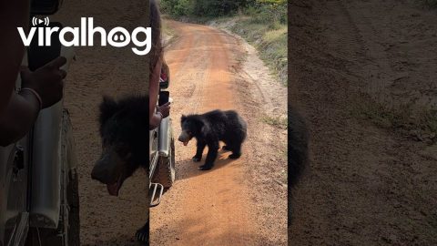 Sloth Bear Pops Tires Of Tour Truck || ViralHog