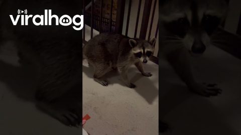 Raccoon in Our Apartment Complex || ViralHog