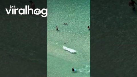 Small Shark Swims Among Beachgoers || ViralHog