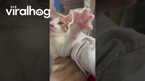 Frog’s Lil Toes Spreadin’ || ViralHog