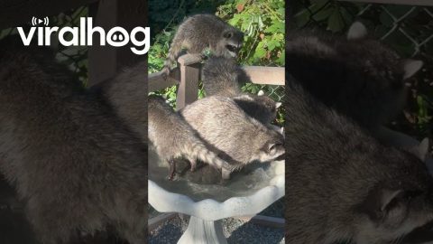 Thirsty Raccoon Mama and Her Four Babies || ViralHog
