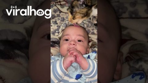 Cat Gives Baby's Head a Bath || ViralHog