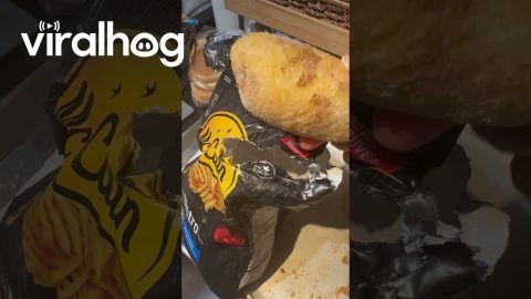 Whole Frozen Potato Found in Bag of Fries || ViralHog