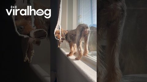 Dog Takes Post-Hike Nap In Curtains || ViralHog