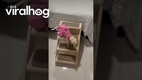 Chihuahua Climbs Stairs In Style || ViralHog