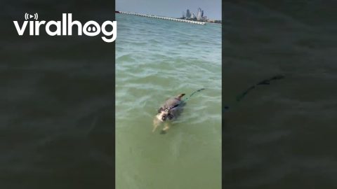 Prairie Dog Goes for a Swim || ViralHog