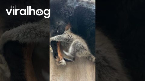 Raccoon Trying to Get Tucked in for Nap Time || ViralHog