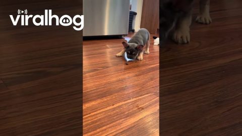 Blueberry Play Time || ViralHog