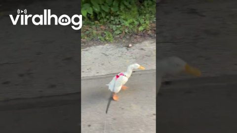 Pet Indian Runner Duck || ViralHog