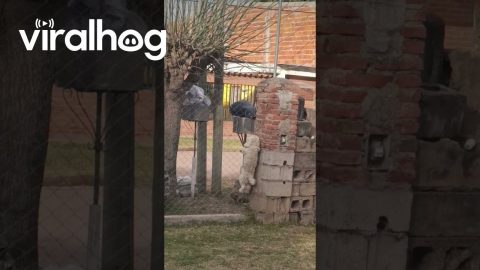 Spider Dog Escapes By Climbing Chain Link Fence || ViralHog