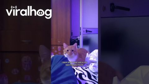 Cats Don't Appreciate House Guest || ViralHog
