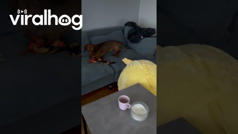 Small Dog, Big Toy || ViralHog