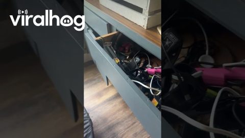 Junk Drawer Gremlin || ViralHog