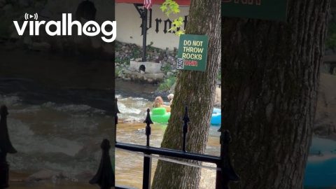Two Pups Float Down the Chattahoochee || ViralHog