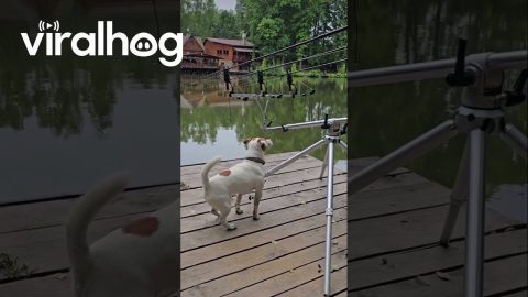 Dog Senses Fishing Line Success || ViralHog