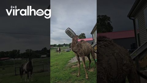 Camel Plays With Dog Kennel, Gets Head Stuck || ViralHog