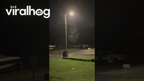 Spider Owns the Neighborhood || ViralHog
