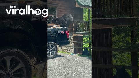 Truck Bed Holds Feast For Hungry Black Bears || ViralHog