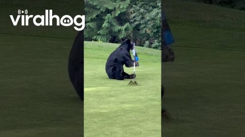 Bear Plays with Golf Hole || ViralHog