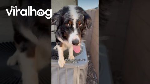 Dog Finds Refuge Atop Air Conditioner || ViralHog