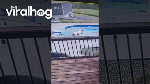 Trooper Doesn't Notice Horse In The Pool || ViralHog