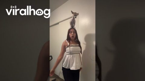 Dog Sits on Dancing Woman's Head || ViralHog