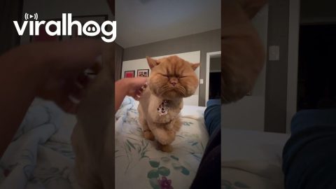 Cat Comes Back From the Groomer With Chubby Cheeks || ViralHog