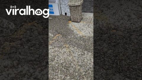 Mayflies Swarm Michigan Gas Station || ViralHog