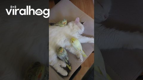 A Multi-Species Nap Session || ViralHog