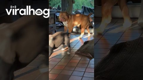Slick Pup Runs Underneath Another || ViralHog