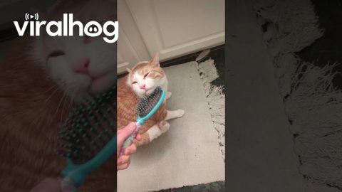 Cat's Paw Twitches from Intense Chin Scritches || ViralHog