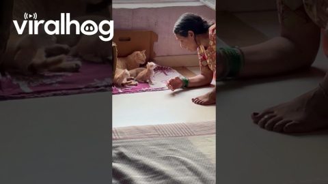 Mom Talks to Her Kitten || ViralHog