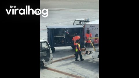 Delta Baggage Handler Throwing Bags || ViralHog