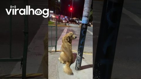 Pedestrian Dog Patiently Waits For Green Light || ViralHog