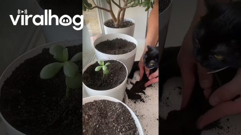 Cat Cleans Up Spilled Dirt || ViralHog