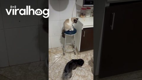 Cat Passes Unwanted Leftovers To Dogs || ViralHog