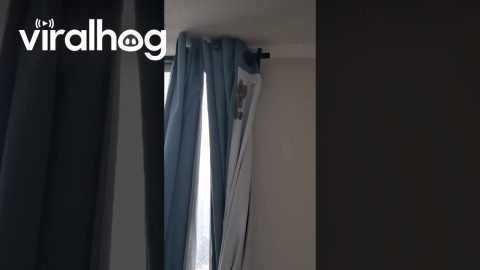 Potter Wasps Make Nest on Curtain || ViralHog