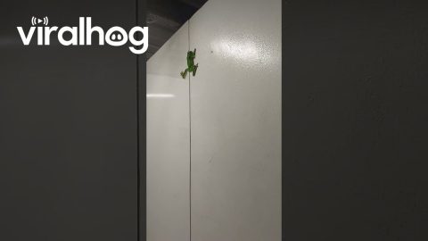 Camp Shower Frog Splat || ViralHog