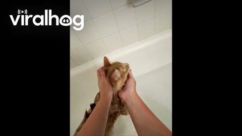 Bathing Gary vs Bathing Bean || ViralHog
