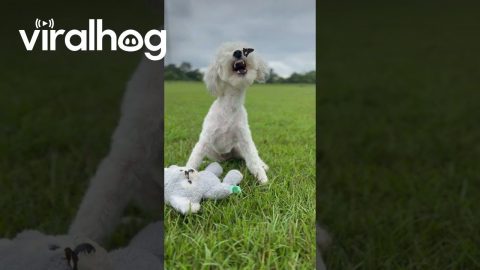 Puppy and His Butterfly Friend || ViralHog