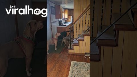 When Your Dogs Have Never Seen Stairs Before || ViralHog