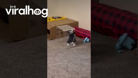 Cat Stuck in Self-Inflicted Cat Jail || ViralHog
