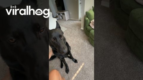 Time for His Breakfast Burp || ViralHog
