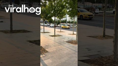 Civilized Cows Cross Through City Center || ViralHog