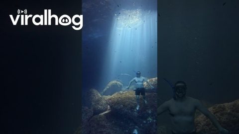 Freediver Blows Bubble Ring To Camera || ViralHog