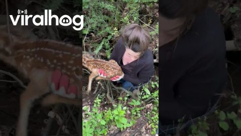 Rescuing a Small Fawn Out of a Crater || ViralHog